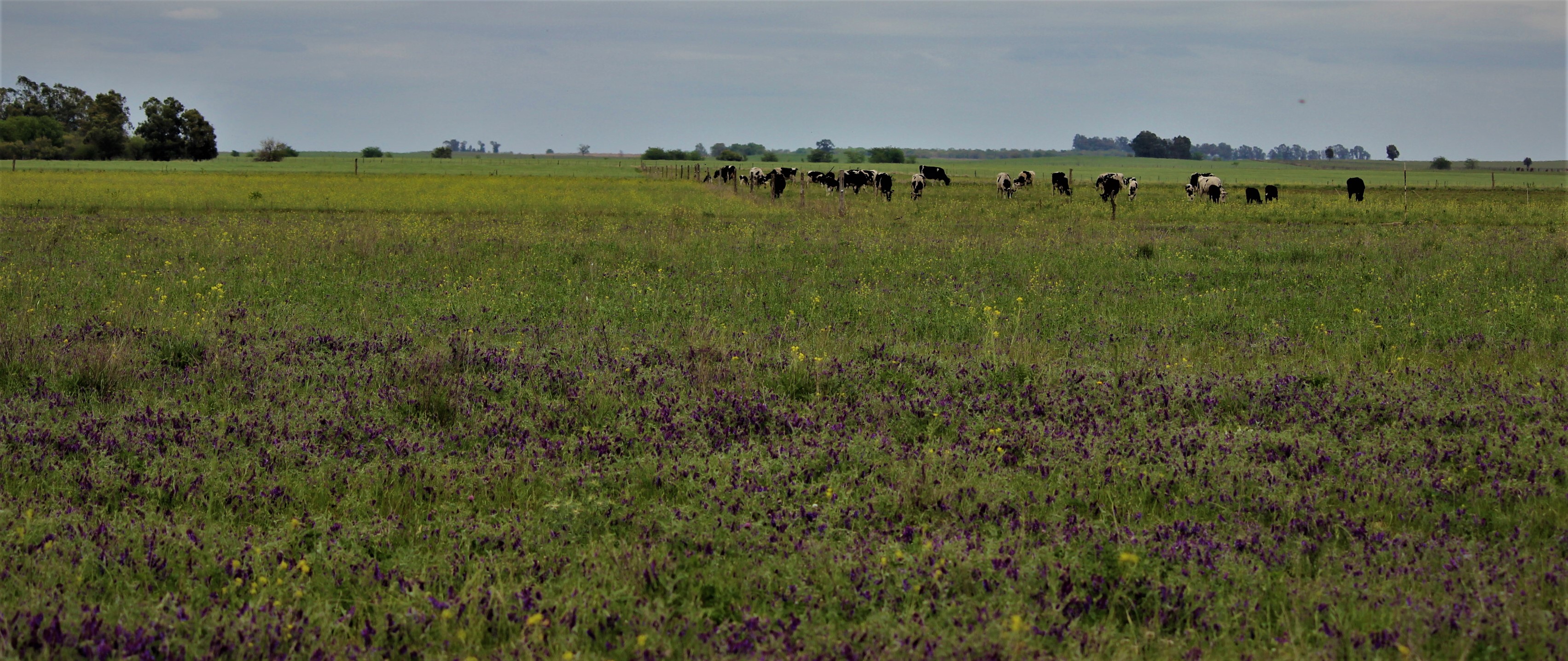 agricultura